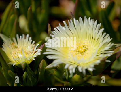 Carpobrotus edulis (usine à glace) fleurs Banque D'Images