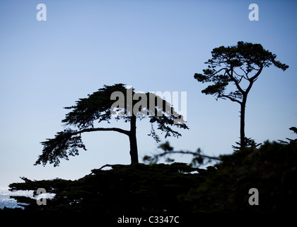 Silhouette de cyprès (Cupressus macrocarpa) des arbres le long de la côte centrale de Californie Banque D'Images