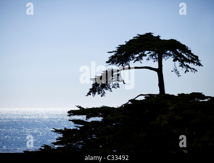 Silhouette d'arbre cyprès (Cupressus macrocarpa) le long de la côte de la californie centrale Banque D'Images