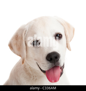 Magnifique portrait d'un Labrador retriever chiot avec langue, isolated on white Banque D'Images
