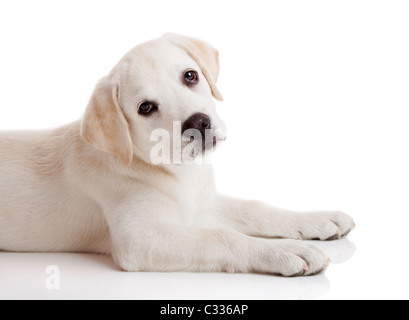 Beau Labrador retriever chiot crème isolé sur fond blanc Banque D'Images