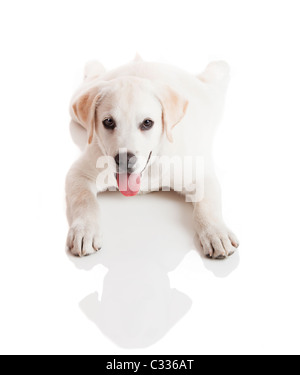 Beau Labrador retriever chiot crème isolé sur fond blanc Banque D'Images