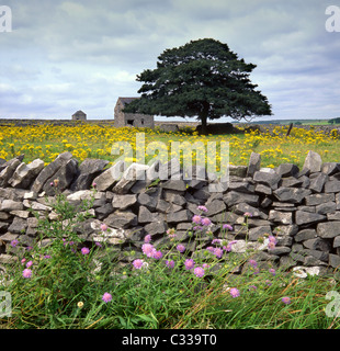 Fleurs sauvages, des murs en pierre et granges, près de Tideswell to, Derbyshire, parc national de Peak District, England, UK Banque D'Images