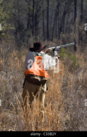 Chasseur d'oiseaux de montagne un tir au-dessus et en dessous de fusil Beretta au cours d'une chasse dans le Colin de Piney Woods de la Géorgie Banque D'Images