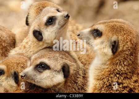 Groupe de suricates (Suricata suricatta). En captivité. Banque D'Images