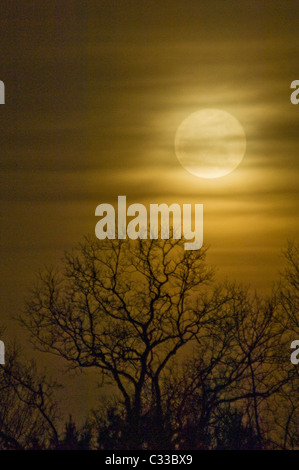 Pleine lune du 19 mars 2011, et que la silhouette de l'arbre Floyd Comté (Indiana) - L'approche la plus proche de la Lune dans 18 ans. Banque D'Images