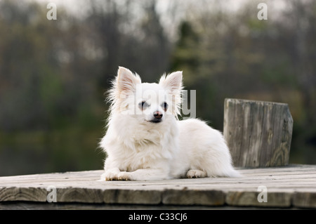 Chihuahua à poil long blanc couché sur un quai dans Floyd Comté (Indiana) Banque D'Images