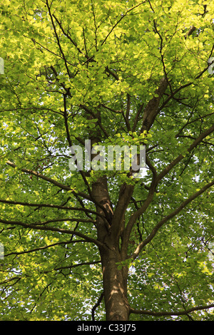 Beech tree canopy au printemps. Banque D'Images