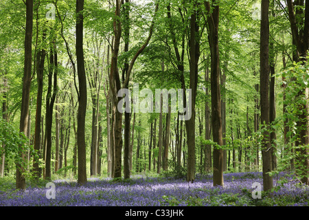 Bleuets fleurissent dans West Woods bluebell Wood au printemps, Marlborough, Wiltshire, Angleterre, Royaume-Uni Banque D'Images