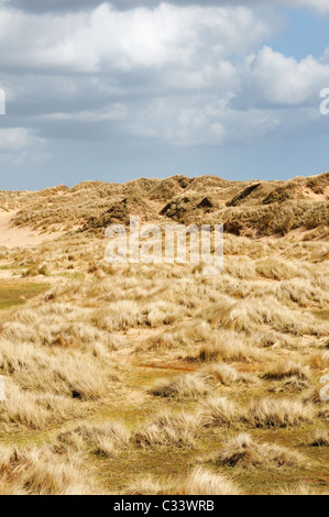 Détails de dunes de sable de l'Balmedie et Menie, une zone en cours d'élaboration qu'un terrain de golf par spéculateur bien Donald Trump Banque D'Images