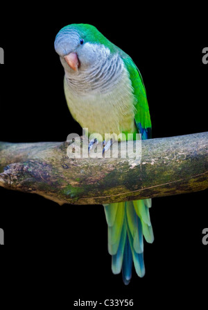 Perruche moine (Myiopsitta monachus) Banque D'Images