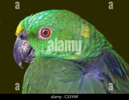 Amazon cou jaune (Amazona auropalliata) Banque D'Images