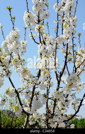 Cherry Orchard en pleine floraison, d'avril, Puglia (Apulia) Banque D'Images