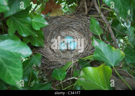 Blackbird's nest avec trois oeufs Banque D'Images