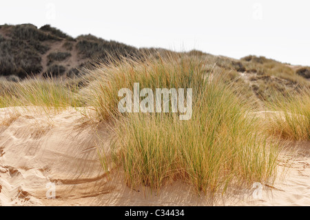 Détails de dunes de sable de l'Balmedie et Menie, une zone en cours d'élaboration qu'un terrain de golf par spéculateur bien Donald Trump Banque D'Images