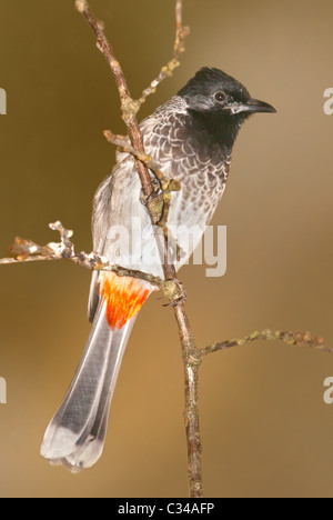 Bulbul des jardins (pycnonotus cafer Red-Vented) Banque D'Images