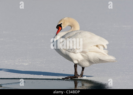 Cygne muet debout sur l'eau gelée Banque D'Images