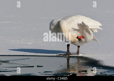 Cygne muet debout sur l'eau gelée Banque D'Images