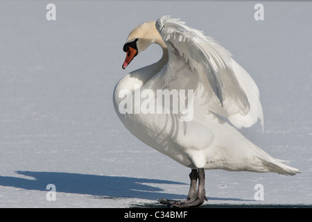 Cygne muet debout sur l'eau gelée Banque D'Images