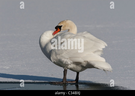 Cygne muet debout sur l'eau gelée Banque D'Images