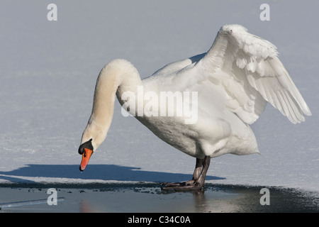 Cygne muet debout sur l'eau gelée Banque D'Images