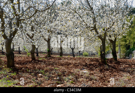 Cherry Orchard en pleine floraison, d'avril, Puglia (Apulia) Banque D'Images