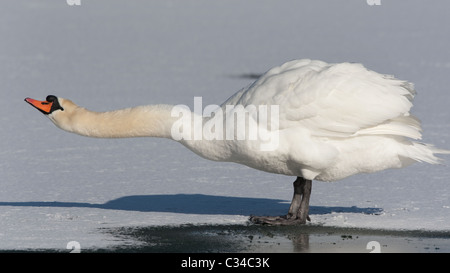 Cygne muet debout sur l'eau gelée Banque D'Images