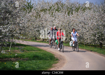 Randonnée à vélo entre les arbres en fleurs dans la Hesbaye Belgique Banque D'Images