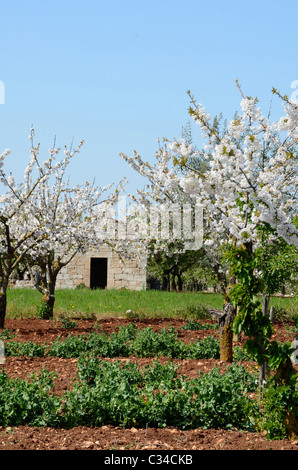 Cherry Orchard en pleine floraison, d'avril, Puglia (Apulia) Banque D'Images