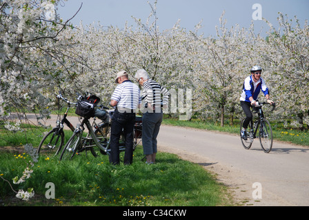 Randonnée à vélo entre les arbres en fleurs dans la Hesbaye Belgique Banque D'Images