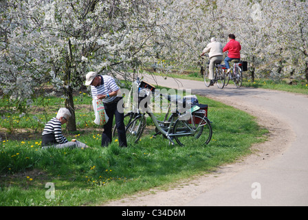 Randonnée à vélo entre les arbres en fleurs dans la Hesbaye Belgique Banque D'Images