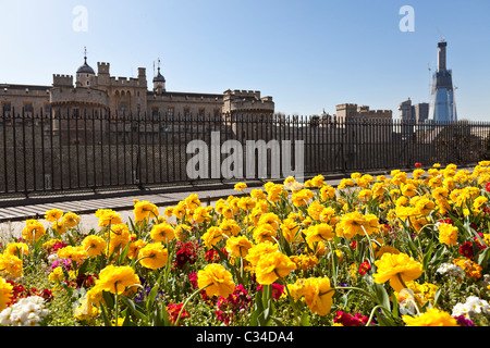 La Tour de Londres et le gratte-ciel d'échardes de fleurs de printemps fleurs à Tower Hill, London, England, UK Banque D'Images