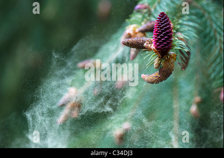 Picea likiangensis. Luiang l'épinette. Fleurs de libérer le pollen Banque D'Images