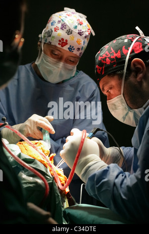 Deux médecins d'effectuer une opération au cerveau à l'hôpital salle d'opération Banque D'Images