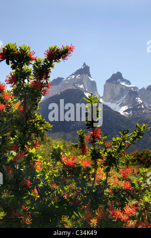 Vues de Torres del Paine, Patagonie, Chili, Amérique du Sud. Banque D'Images