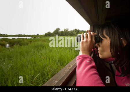 Femme caucasienne regardant à travers des jumelles, hors d'une éclosion dans une peau d'observation d'oiseaux, Leighton Moss, Royaume-Uni. Banque D'Images
