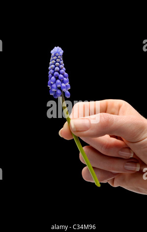 Femme main tenant des fleurs colorées Banque D'Images