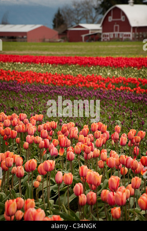 Un signe certain du printemps est l'émergence des tulipes dans la vallée de la Skagit près de Mt. Vernon, Washington. Banque D'Images