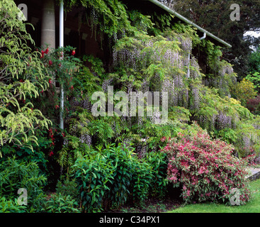 Illnacullen,CO,Ireland;Wisteria & Clianthus,sur la Casita Banque D'Images