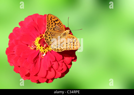 Butterfly (argent-lavé Fritillary) assis sur la fleur (zinnia) Banque D'Images