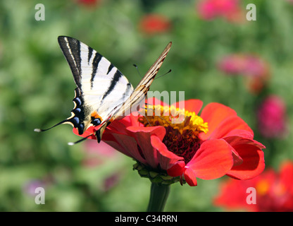 Swallowtail butterfly (rares) sur la fleur (zinnia) Banque D'Images