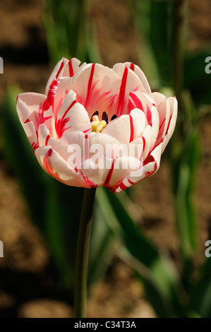 LateTulip double variété Carnaval de Nice, Dutch Tulips Banque D'Images