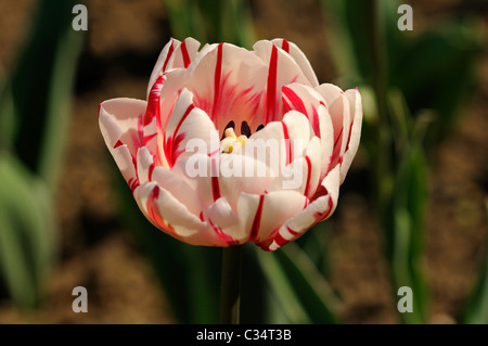 Latetulip double variété carnaval de nice, dutch tulips Banque D'Images