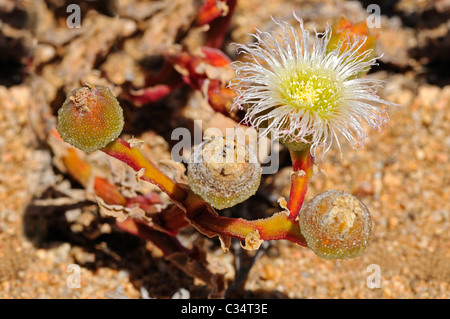 Blooming Mesmbryanthemum sp. dans l'habitat, usine à glace, Aizoaceae, Mesembs, Goegap Nature Reserve, le Namaqualand, Afrique du Sud Banque D'Images