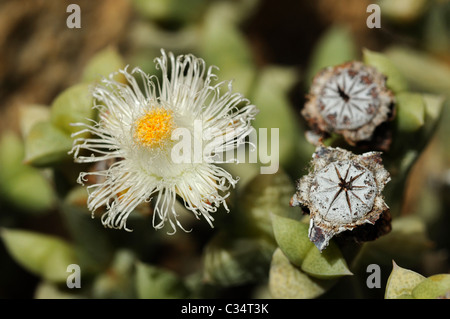 Fleur et capsule de Polymita albiflora à habitat, Aizoaceae, Mesembs, Goegap Nature Reserve, le Namaqualand, Afrique du Sud Banque D'Images