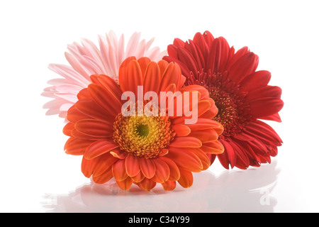 Trois gerbera daisy fleurs sur fond blanc Banque D'Images