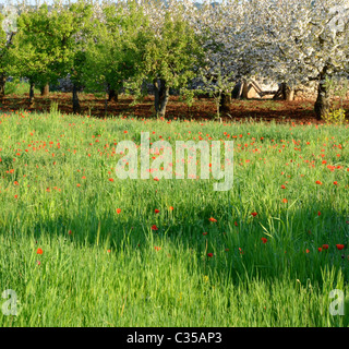 Vue sur la campagne des Pouilles, Italie du sud Banque D'Images