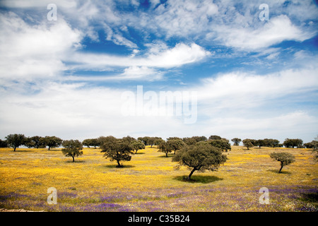 Une prairie fleurie de chênes au Portugal Banque D'Images