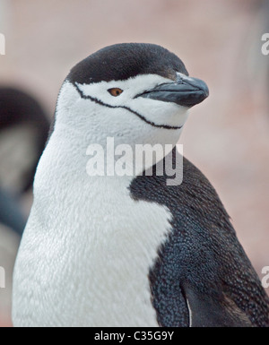 Manchot à jugulaire (pygoscelis antarctica), pointe Wild, Elephant Island, South Orkneys Banque D'Images