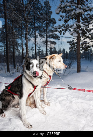 Huskies. Groupe de chiens de traîneaux, Laponie, Suède. Banque D'Images